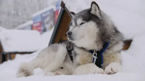 Husky Sat In The Snow 스톡 동영상 239064231