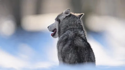 Husky sits facing away in the snow, surrounded by a serene winter landscape. Stock Footage 291882530