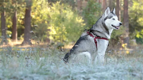 Husky sits on grass which is covered by frost. Stockbeeldmateriaal 55643188