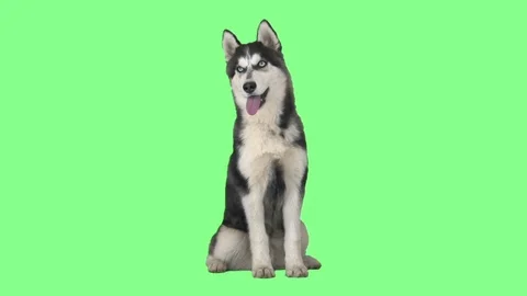 Husky sitting on a green screen Stock Footage 80076089