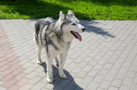Husky sitting on sunlit paved path with green lawn Stock Photos