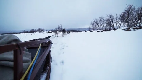 Husky sled different view Stock Footage 89504412