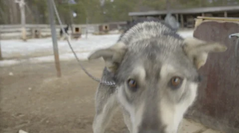 Husky-Sled-Dog-Close-Up Stock Footage 38122008