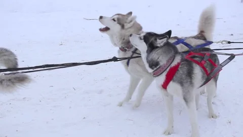 Husky sled dogs rush forward Stock Footage 101343635