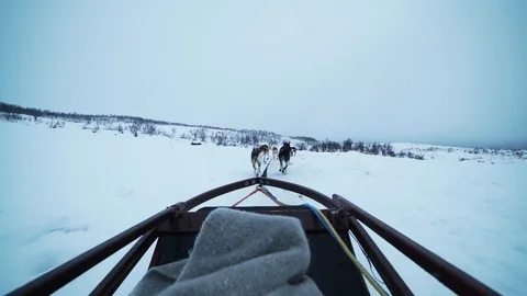 Husky sled Stock Footage 89504479