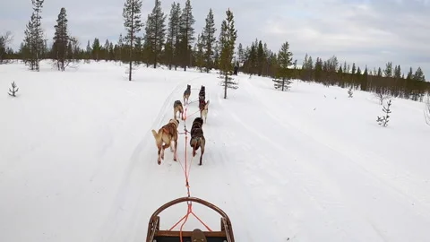 Husky sled pulled fast through the wilderness of the arctic circle in the north Stockbeeldmateriaal 149397446