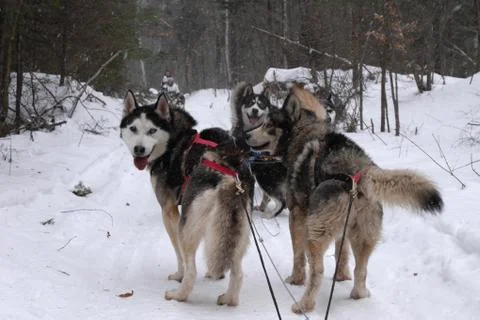 Husky sledding in Canada Stock Photos