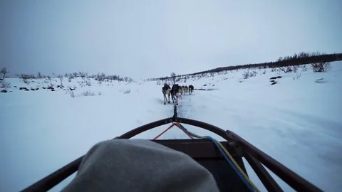 Husky sledding epic Stock Footage 89504535