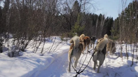Husky Sledding Ride. View from Sled. Winter Forest Landscape Video stock 151712972