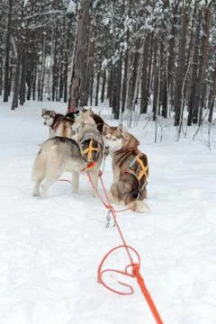 Husky sledge in forest winter Stock Photos