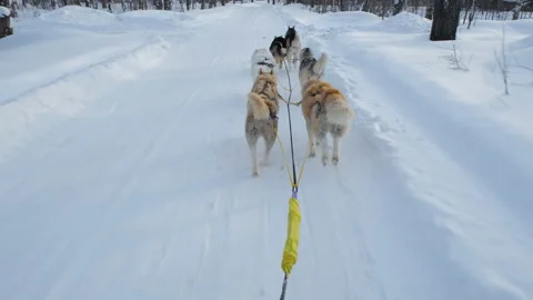 Husky Sledge Ride in Cold Winter Day Stock Footage 147602539