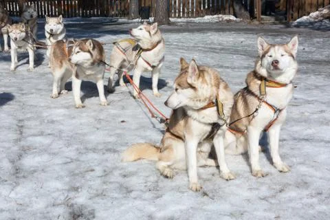 Husky sledge in winter Fotos de archivo