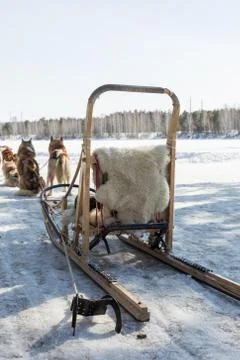 Husky sledge in winter Фото