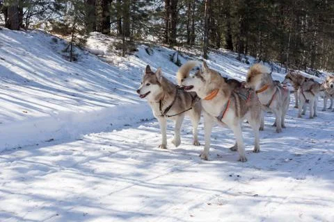 Husky sledge in winter Stock Photos