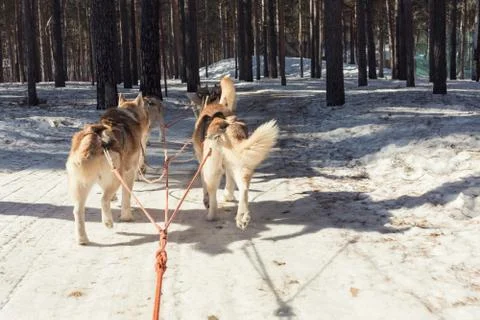 Husky sledge in winter Фото
