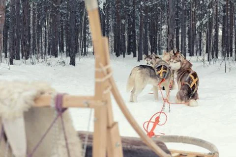Husky sledge in winter Stock Photos