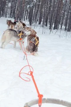 Husky sledge in winter Stock Photos