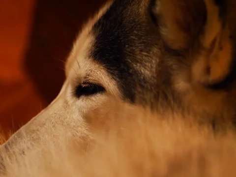 Husky sleep Stock Footage 84325015