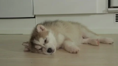 Husky sleeps and trembles restlessly on the floor and shakes paws. A dog Stock Footage