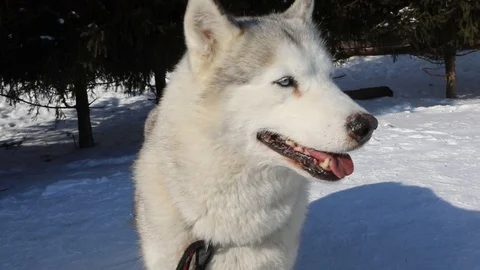 Husky slow motion Stock Footage 86384240