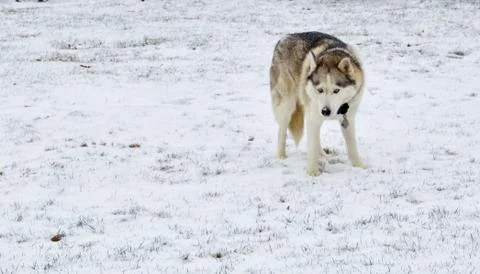 Husky in the Snow Stock Photos
