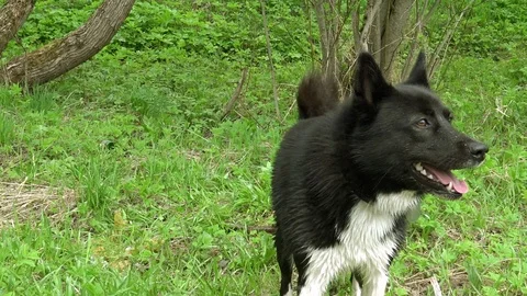 Husky in the spray. Stock Footage
