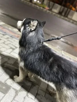 Husky Standing Diagonal with Leash Fotos de archivo