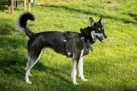 A husky standing in the grass Stock Photos