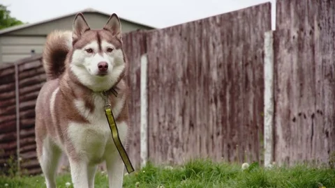 Husky standing Left side Видео 75457311