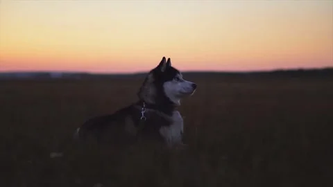 Husky Sunset Field Portrait. Video stock 305371883