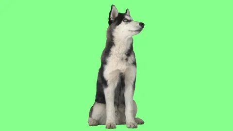 Husky talking on green screen Video stock 80076101