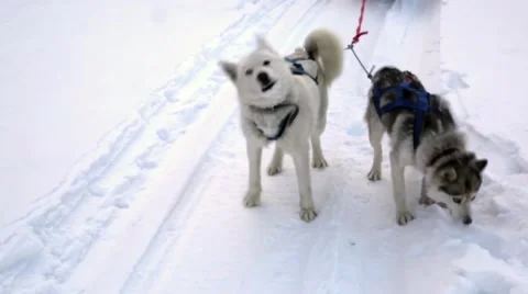 Husky Team Stock Footage 48569466