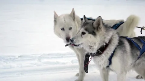 Husky Team Stock Footage 48569471