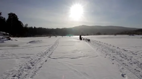 Husky Team Stock Footage 48569477