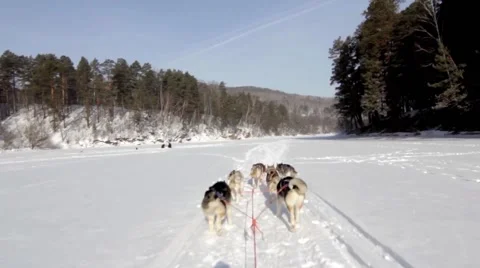 Husky Team Stock Footage 48569484