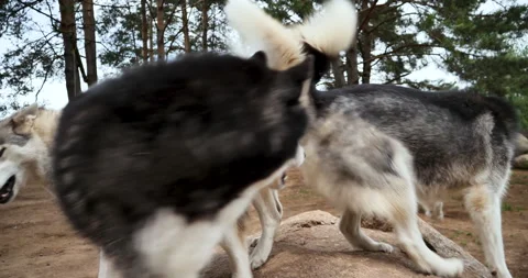 The husky touches the camera. The group of three dogs is turning on the rock Stock Footage 277468161