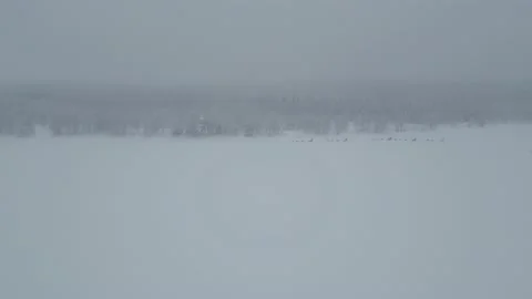 Husky Tour 12 Stock Footage 237546834