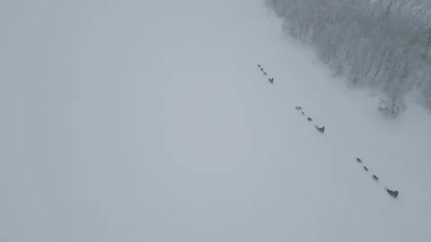 Husky Tour 16 Stock Footage 237546900