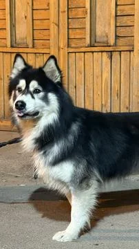 Husky Turning Toward Camera Mid Walk Stock Photos