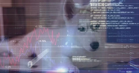 Husky-type dog lifting head left reacting to incoming hand, HUD charts Stock Footage 333901419