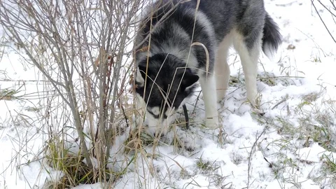 Husky under the bush 스톡 동영상 78874969