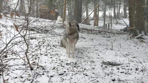 Husky under the snow Stock Footage 158925266