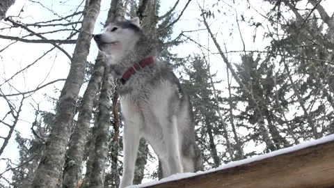 Husky under the snow in the mountain Stock Footage 158925304