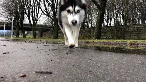 Husky on a walk 스톡 동영상 122376732