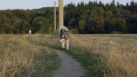 Husky walk in slow motion close to the camera Stock Footage
