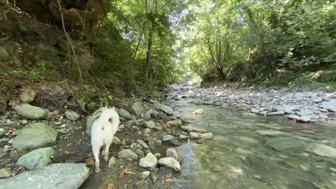Husky walking by the river Stock Footage 246694331