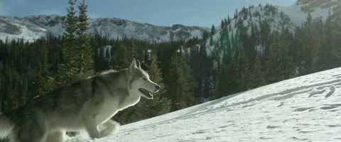 Husky walking in snow Stock Footage 68495591