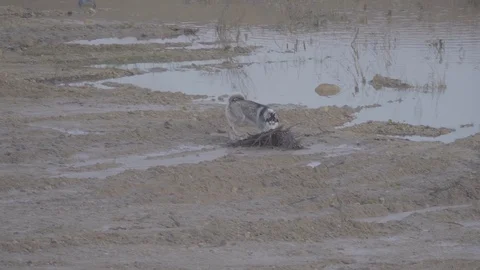 Husky walking through mud 動画素材 102234454