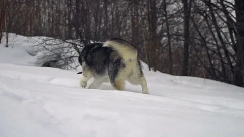Husky in winter forest Stock Footage 72643966