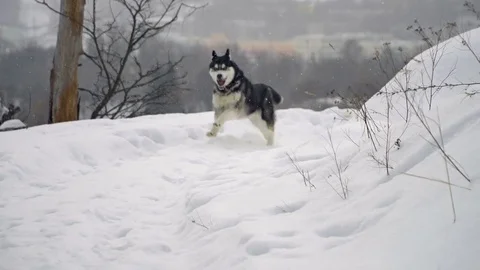 Husky in winter forest 스톡 동영상 72644153